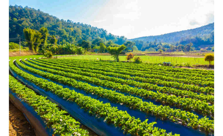 large farming field